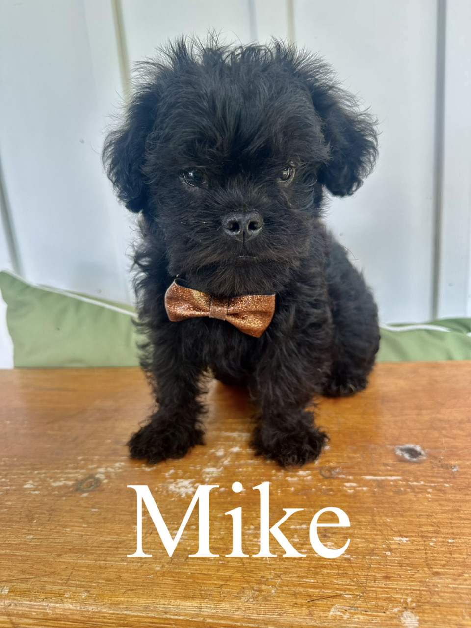 Mike 2